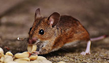 24 Hour & Emergency Exterminators in Staley, NC